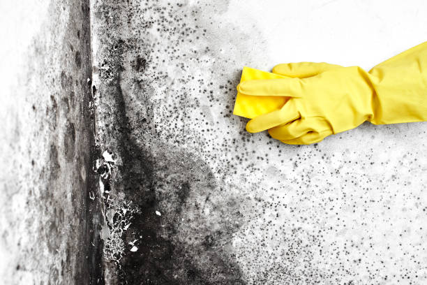 Best Black Mold Removal  in Danville, KY