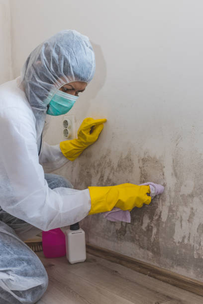 Danville, KY Mold Removal Company