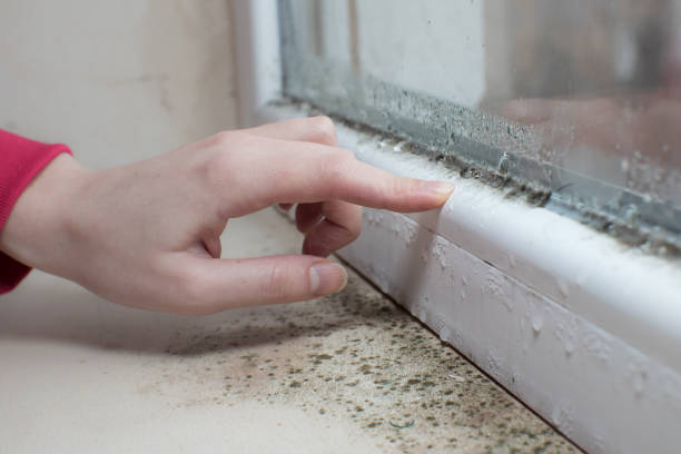 Best Mold Prevention Services  in Danville, KY