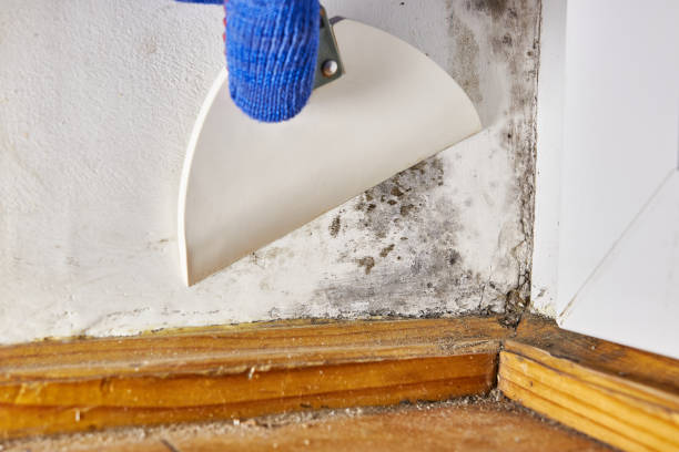Best Biohazard Mold Removal  in Danville, KY